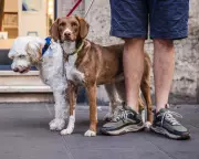 Italian City Orders Dog Owners to Clean Up Pet Urine or Face €500 Fine