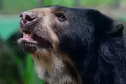 Japanese Study Reveals Simple Bear Attack Survival Technique