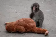 Japanese Zoo Bans Photography Near Viral Monkey Punch After US Intrusion