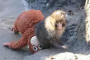 Japanese Zoo May Ban Photography After US Tourists Trespass in Monkey Enclosure