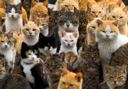 Japan's Cat Obsession Fuels Multi-Billion Pet Industry