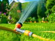 Keep Lawn Green in June with One Simple Morning Watering Task