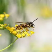 Keep Wasps Away from Your Garden with a 10p Plastic Bag Trick