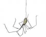 Kids' Quiz: Mummy Longlegs and Cobra Fangs Test Your Knowledge
