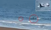 Killer whale charges at canoeist off Argentina coast in terrifying encounter