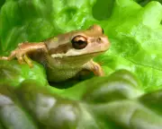 Live Frog Found in Discount Lettuce at Australian Supermarket