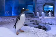 London Aquarium Owner Pledges to Phase Out Gentoo Penguins in UK