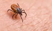 Lyme Disease Cases in England Rise 22% in 2025, UKHSA Warns
