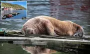 Magnus the Walrus Resurfaces in Norway After 400-Mile Swim from Scotland