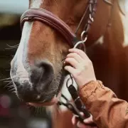 Man Dragged Pony Behind Vehicle to 'Break It In', Court Hears