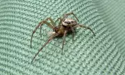 Man Left with Chest Hole After False Widow Spider Bite in Car
