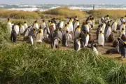 Massive King Penguin Colony Discovered in Remote Chilean Bay