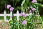 Maximise Your Harvest with Microgardening on Windowsills and Balconies