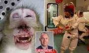 Montana Republicans Demand Probe into Lab Worker Monkey Bite with Ebola Strain