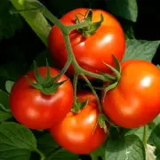 Monty Don Warns Gardeners: Don't Plant Tomatoes Outside Too Early in May