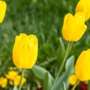 Monty Don’s 5-Second Task for Better Tulips Every Year