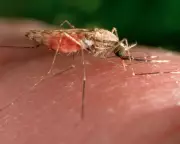 Mosquitoes Can Learn to Find Deet Attractive, Study Suggests