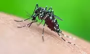 Mosquitoes Can Learn to Love DEET Repellent, Study Finds