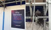 Nationwide Leaves Scaffolding Up for Nesting Pigeon 'Pidge'