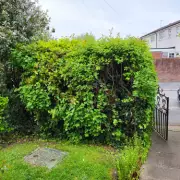 Neighbour Demands Hedge Cut Down After Moving In and Paving Garden