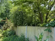 Neighbour's Tree Trimming Sparks Legal Dispute Over Trespass and Injury