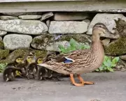 Nesting Mallard, Owl, and Woodcock: The Human Shield Effect in Our Garden