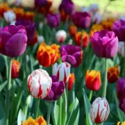Never Do This One Thing With Tulips in May or Risk Ruining Your Garden