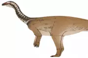 New Dinosaur Species Xiangyunloong Fengming Discovered in China