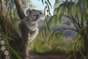 New Koala Species Discovered in Western Australia Fossils