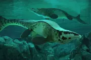 New Marine Dinosaur Tylosaurus Rex Discovered, Terrorised Seas 80 Million Years Ago