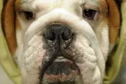 New Molasses Spray Could Eliminate Dog Bad Breath, Study Finds