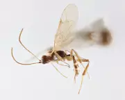 New Parasitic Wasp Genus Named After David Attenborough for 100th Birthday