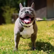 Nine Dog Breeds at Highest Risk of Heatstroke During Walks, Study Finds