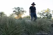 NSW Government Delayed Water Flows to Wetlands, Prioritizing Farming Over Ecology
