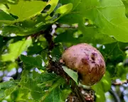 Oak Apple Day: Celebrating Nature's Strange Fruit and Royal History