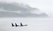 Orcas at Risk in Carney's Pipeline Push, Environmentalists Warn