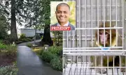 Oregon Primate Center May Become Sanctuary Amid Animal Rights Pressure
