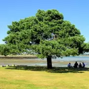 Outrage as Council Fells Beloved Tree Used in Logo, Compared to Sycamore Gap