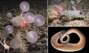 Over 1,100 New Marine Species Discovered in Past Year