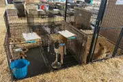 Over 125 Dogs Rescued From Horrific Hoarding Conditions in Texas