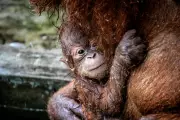 Over 1,600 Live Primates Listed for Sale on US Social Media Platforms