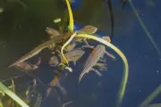 Palmate Newts Discovered in Pond After Decade-Long Stealthy Residence