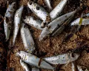 Papua New Guinea Warns Against Fishing in New Ireland After Mystery Marine Deaths