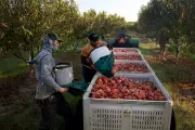 Peach Prices Soar After Freeze Destroys $300M in Crops in NJ, Texas