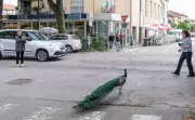 Peacock 'Invasion' of Italian Seaside Town Ruffles Feathers