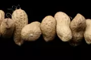 Peanut Allergy Breakthrough: Toddlers Treated with Tiny Doses