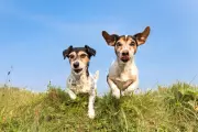 Pet Cloning: What You Need to Know Before Considering It