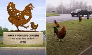 PETA's Chicken Statue Plan at Norfolk Roundabout Sparks Local Outcry