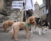 Pets at Polling Stations: Dogs Join Voters Across UK on Election Day