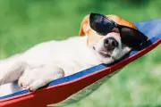 Pets Need Sun Protection Too: Signs and Safety Tips